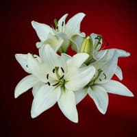 Derry Death Notices - Saturday, October 17, 2026