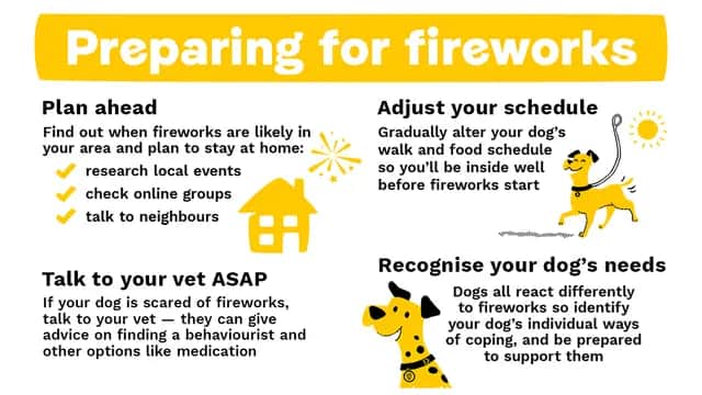 Awareness of impact of fireworks on pets raised by Derry and Strabane ...