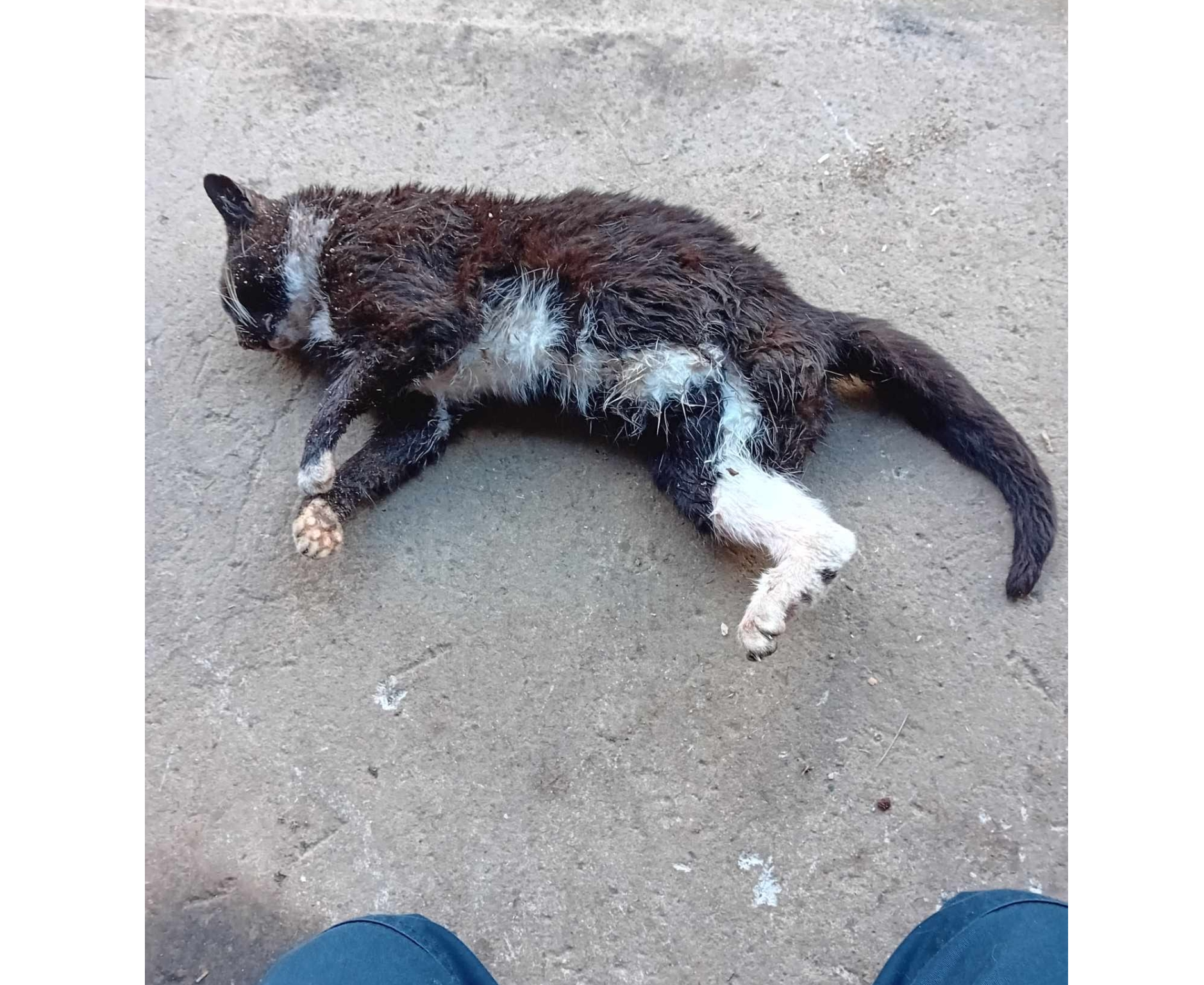 Family left devastated as much-loved pet mauled to death by hunting dogs