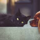 National Animal Week is set to be a landmark occasion