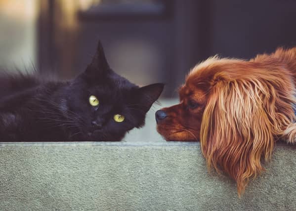 National Animal Week is set to be a landmark occasion