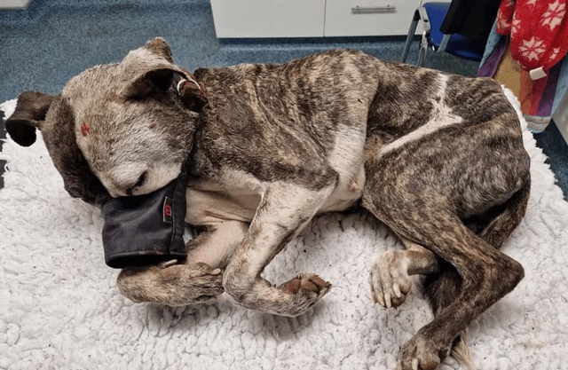 She passed away in the arms of one of the group's volunteers