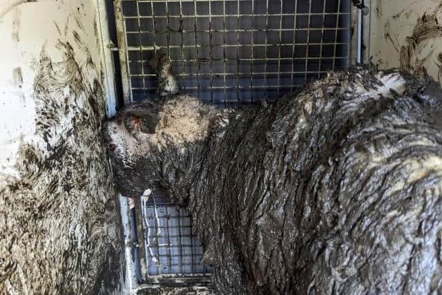 “He didn’t put up much of a fight, the poor thing, as he was shattered.”