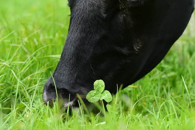 “All of this shows that through proper grassland management, we can avoid a reduction in the national herd and safeguard our farming heritage by sustaining the viability of family-run farms well into the future. We can all learn a lot of lessons from the humble clover.”
