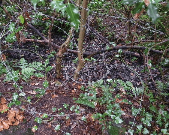 Barbed wire in Derry's Prehen Woods.