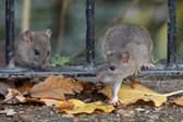 Rodent activity is on the rise across the UK, with Northern Ireland recording the largest year-on-year increase at 26%.
