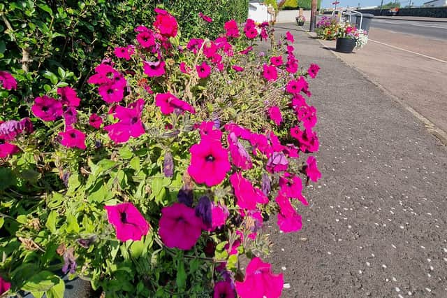 The planting projects have added some beautiful colours to Swatragh.