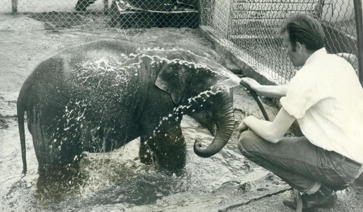 Belfast Zoo bids a sad farewell to longest resident, Tina the Asian