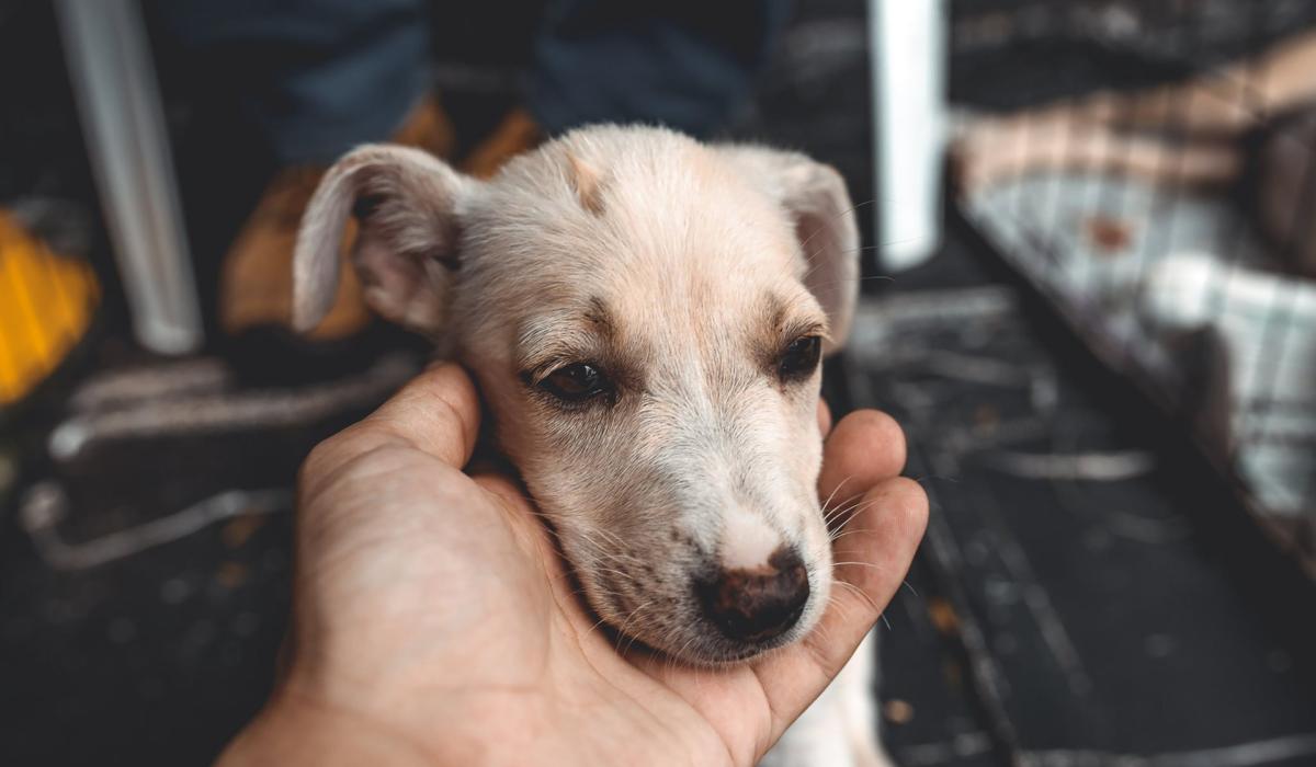 Derry animal shelter charity Pet FBI closing its kennels Derry Now