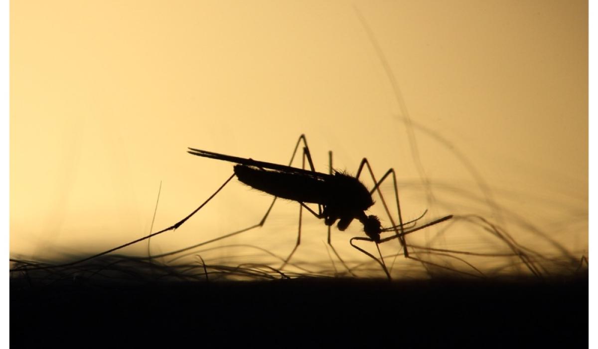 Dramatic increase in Ballykelly bug bites causing concern for locals ...