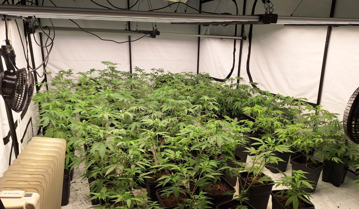 Four arrested following 'cannabis factory' discovery in Derry