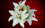 Derry Death Notices - Wednesday