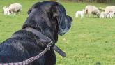 Dog Owners in Derry and Strabane warned over livestock safety