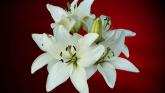 Derry Death Notices - Wednesday