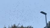 Biting 'Ballykelly bugs' are back causing havoc, locals claim