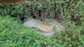 Concern over harmful pollution in River Roe