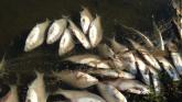 More than 400 fish were killed. 