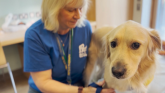 Northern Trust patients benefit from 'Pets as Therapy' scheme
