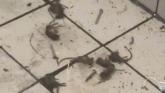 McDonald's confirm social media video of dead mice at Derry outlet