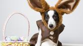 County Derry pet owners warned of top five dangers as Easter approaches