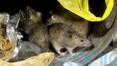 Rat activity shows significant increase after hot summer and recent rain
