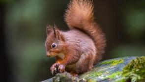 New group set up in Derry to try and protect the city's falling red squirrel population 