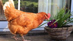 Avian Influenza housing order to come into force from Monday