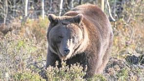 Breathing new life into Ireland's lost wildlife - Wild Ireland to open its doors this Friday