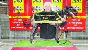 Jacksonfire fastest over 500 distance at Derry's Brandywell