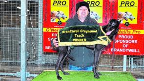 Tully's Girl wins the Nove Sprint Final at Brandywell