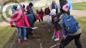 Gallery: Tree Planting in St Columb's Park Walled Garden