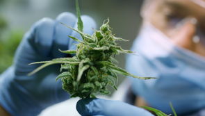 ‘Medicinal cannabis should be freely available to all those that need it’
