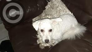 Derry woman asks for help to find missing dog