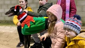 Greyhounds: Red Shilling Marathon takes centre stage