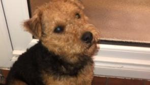 Have you seen this Lakeland terrier?