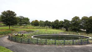 Concern at increase in dog fouling in Derry as a result of the coronavirus lockdown restrictions 