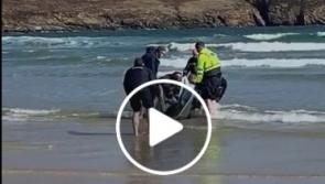 WATCH: Gardai manage to drag a dolphin washed up on a Donegal beach back out to sea
