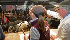 Government department welcomes gradual re-opening of livestock marts