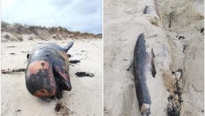 Whale and porpoise stranded on the same Donegal beach 