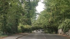 Trees brought down by strong winds cause significant traffic disruption in Derry