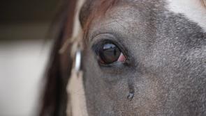 Council investigates alleged cruelty case