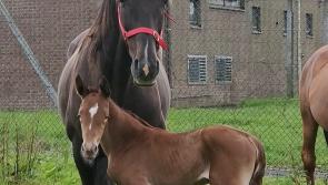 Horse grazing in Derry field almost dies after people feed it carrots