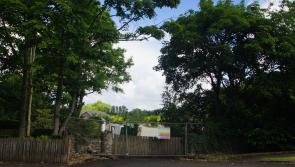 Investigation launched into whether a 'wildlife crime' was committed when trees were cut down at a site in Derry