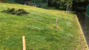 Police appeal for information about the destruction of trees in a Derry park