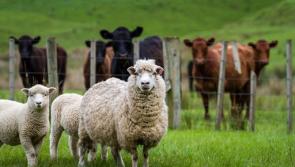 Sheerin welcomes support for beef and sheep farmers
