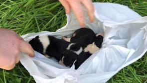 PICTURES: Puppies left dangling for dead above a river
