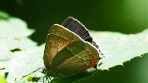 Rarely-seen butterfly found in County Derry woodland