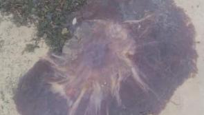 Warning for visitors to Buncrana beaches after a type of jellyfish with a painful sting is found in Lough Swilly