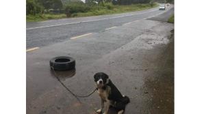 Horrified motorists come across dog tied to a tyre beside a road close to Derry