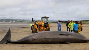 The hunt is on for a missing whale off the coast of Donegal